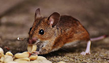 24 Hour & Emergency Exterminators in Gem, WV